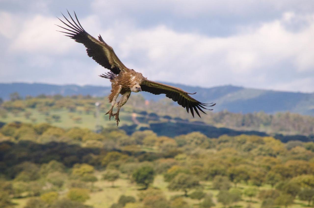 Alojamiento La Canada Monfrague Torrejón el Rubio Esterno foto